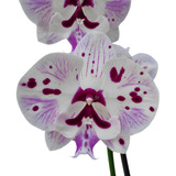 Orquídea Phalaenopsis Speechless Elegance Big Lip Pintalgada