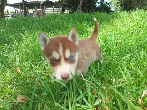 Cachorros Lobo Siberiano