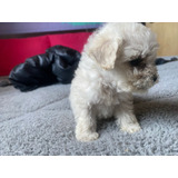 Lindos Cachorros Poodle Micro Toy 