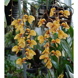 Orquídea Góngora Armeniaca 