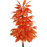 Planta Artificial Árvore Croton Sunshine 1,60mt Altura