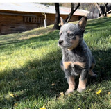 Cachorros Pastor Ganadero Australiano