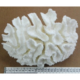 Coral Marino Caracol Concha Pez Pecera Baño
