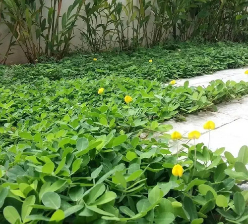 500 Mudas Amendoim Forrageiro Jardinagem Raiz Nua Grama