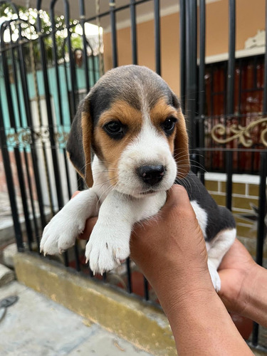 Beagle (perrosderaza)