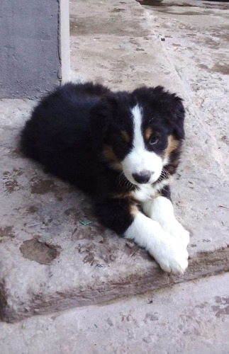 Cachorros Border Collie Criados En Casa De Familia