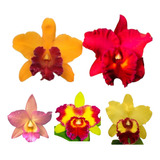 Kit Com 5 Mudas De Orquidea Cattleya Especies Promoção