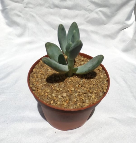 Pachyphytum