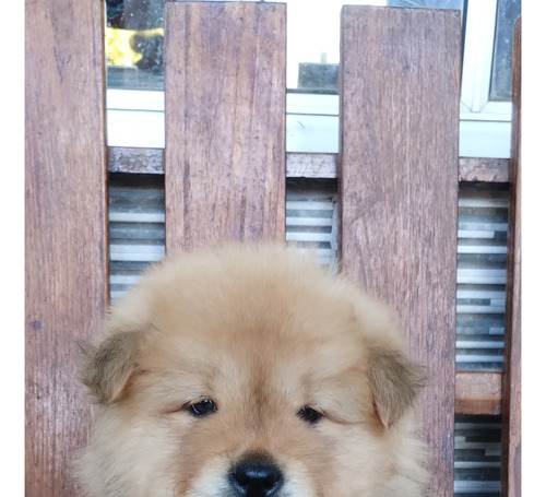 Chow Chow