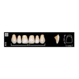 Dientes Vivodent Ivoclar Color 4 A 410  Novacekdental