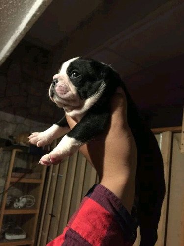 Hermosos Cachorros Boston Terrier