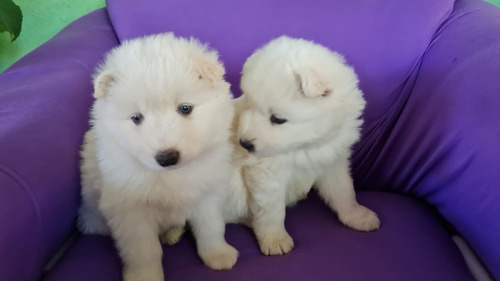 Cachorros Samoyedos