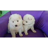 Cachorros Samoyedos