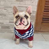 Filhote Bulldog Frances  Frenchie Porte Pequeno Pet Dog Top