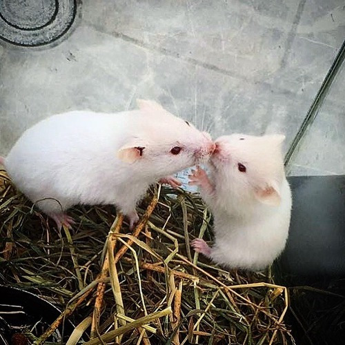 1 Hamster Raza Albino Solo En Barranquilla Mascota