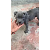 Cachorro American Bully Pocket De Ojos Azules Con Pedigree