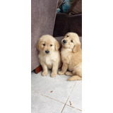 Cachorros Golden Retriever 