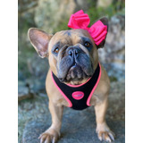 Peitoral E Guia Para Cães Meuauau - Neon -bulldog- Pug-york Cor Neon Pink Tamanho Da Coleira P Nome Do Desenho Neon Pink
