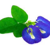 Plántula Clitoria Ternatea