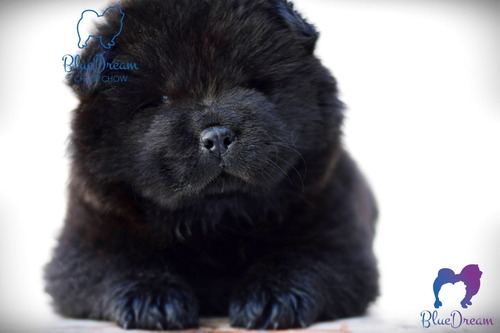 Cachorros Chow Chow Negros. Con Video!!