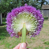 10 Sementes De Allium Giganteum Flor Alho Gigante P/  Mudas