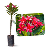 Muda De Jasmim Manga Vermelho  Plumeria Rubra