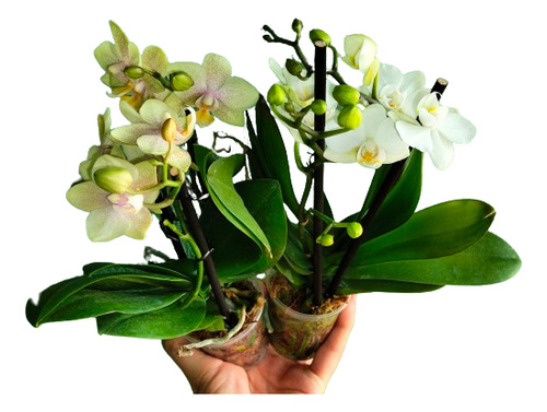 Orquídeas Phalaenopsis Miniatura 2  (2 Plantas Naturales)