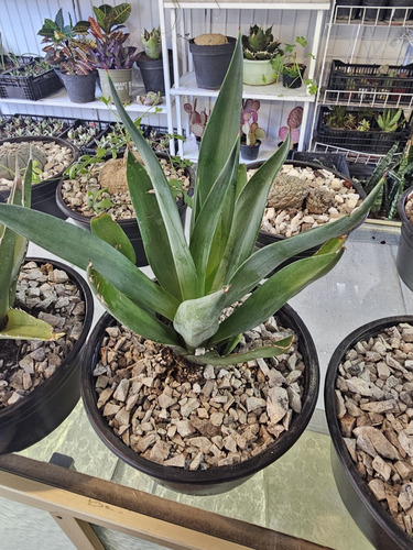 Agaves, Magueyes Ornamentales.