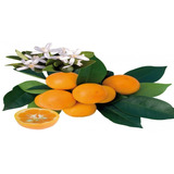 Arbolito De Calamondin  Mandarina Japonesa Citrico