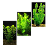 Plantas Lowtech Elodea + Cabomba + Rabo De Raposa (15 Talos)