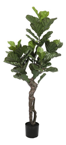 Ficus Lyrata De 150 Cm, Protección Uv