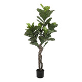 Ficus Lyrata De 150 Cm, Protección Uv