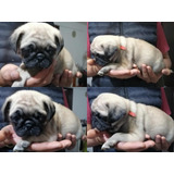 Cachorritos Pug Raza Pura