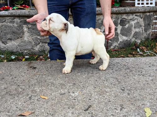 Original Bulldog Inglés Cachorro