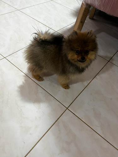 Venta De Cachorro Pomerania Lulú Macho Medellín Cali Soacha