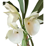 Orquidea Catasetum Pileatum Albo - Meristema - Porte Grande