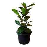 Ficus Lyrata 50 Cms En Maceta Plástica