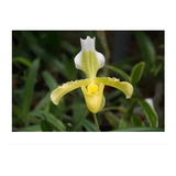 Orquídea Sapatinho Paphiopedilum Insigne Amarelo Adulta 