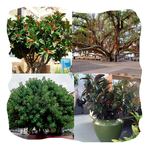 Falsa Seringueira -- Ficus Elastica - Sementes Para Mudas