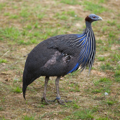 Angola Vulturina Casais