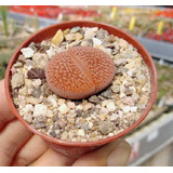 20 Semillas De Lithops Hookeri+ Instructivo 