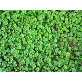 Dichondra Repens 20 Semillas Cubre Suelos Sol -sombra Sdqro3