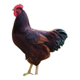 Ovos Galados Rhode Island Red