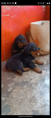 Rottweiler Cachorros R4 Hermosos 