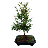 Bonsai De Jabuticaba 6 Anos Fertilizada Com Vaso 