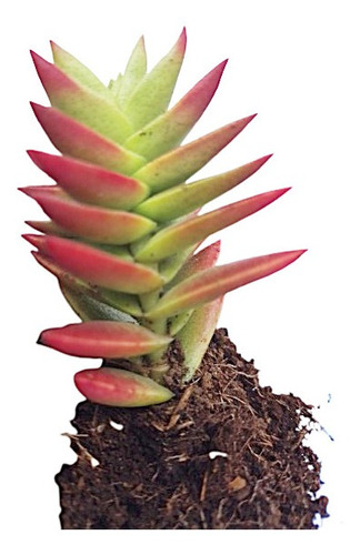 Planta Suculenta Crassula Llamas Rojas A Raíz Desnuda