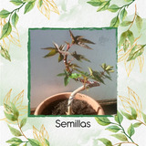 8 Semillas De Bonsái Ricinus Communis