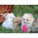 Cachorros Pomerania