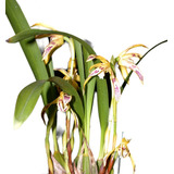 Orquidea Maxillaria Picta-mudas Adultas