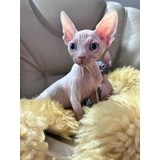 Filhote De Gato Sphynx Gato Pelado